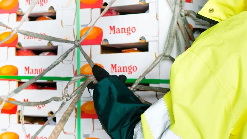 Caixas de cartão para o transporte de mangas empelhadas e envoltas por uma rede de segurança para transporte. Na imagem é ainda visível o braço de um trabalhador de Carga da TAP.