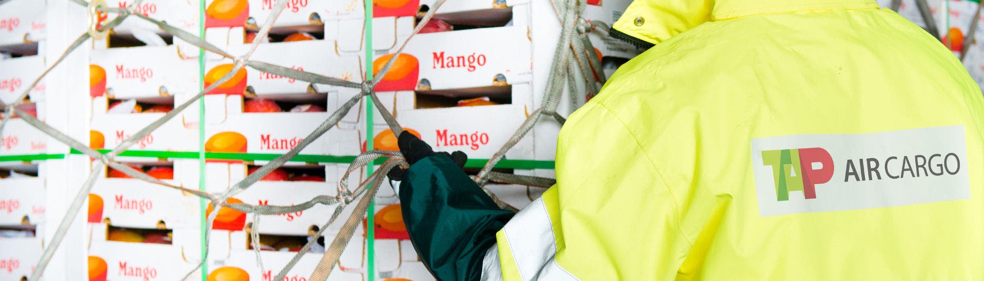 Cardboard boxes for transporting stacked mangoes and wrapped in a safety net for transport. The image also shows the back of a TAP Air Cargo worker wearing a fluorescent yellow jacket with the respective logo.